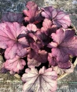 Roots Plants Heuchera 'Huckleberry' Perennials
