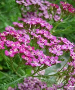 Roots Plants Achillea 'Cerise Queen' Perennials