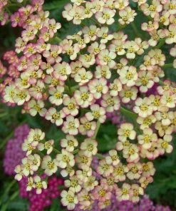 Roots Plants Achillea'Summer Pastels'