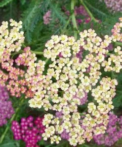 Roots Plants Achillea 'Summer Pastels' 7 Roots Plants Achillea 'Summer Pastels'
