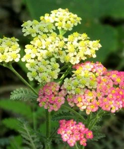 Roots Plants Achillea 'Summer Pastels' 8 Roots Plants Achillea 'Summer Pastels'