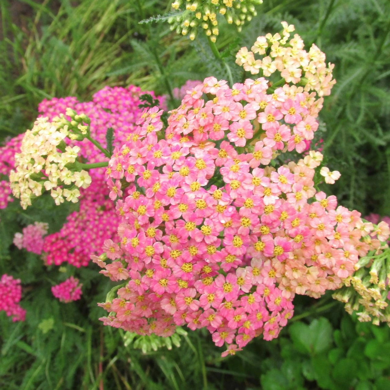 Roots Plants Achillea 'Summer Pastels' 6 Roots Plants Achillea 'Summer Pastels'