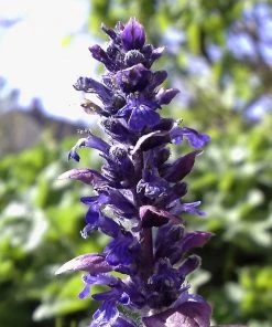 Roots Plants Ajuga 'Burgundy Glow' 11 Roots Plants Ajuga 'Burgundy Glow'