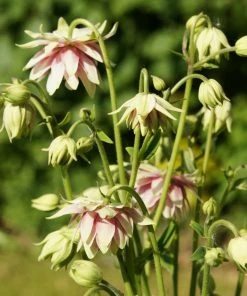 Roots Plants Aquilegia 'Nora Barlow' Perennials