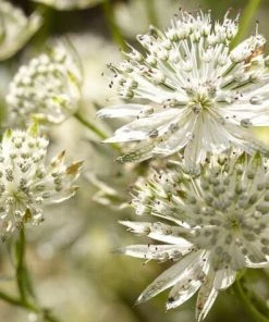 Roots Plants Perennials Astrantia 'Star Of Billion'