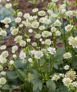 Roots Plants Perennials Astrantia 'Star Of Billion'