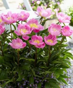 Roots Plants Perennials Peony 'Bowl Of Love' | 3L Pot