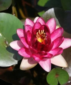 Roots Plants 'Almost Black' Water Lily