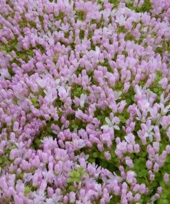 Roots Plants Bog Pimpernel | Anagallis Tenella 9 Roots Plants Bog Pimpernel | Anagallis Tenella