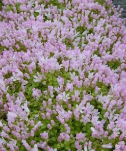 Roots Plants Bog Pimpernel | Anagallis Tenella 11 Roots Plants Bog Pimpernel | Anagallis Tenella