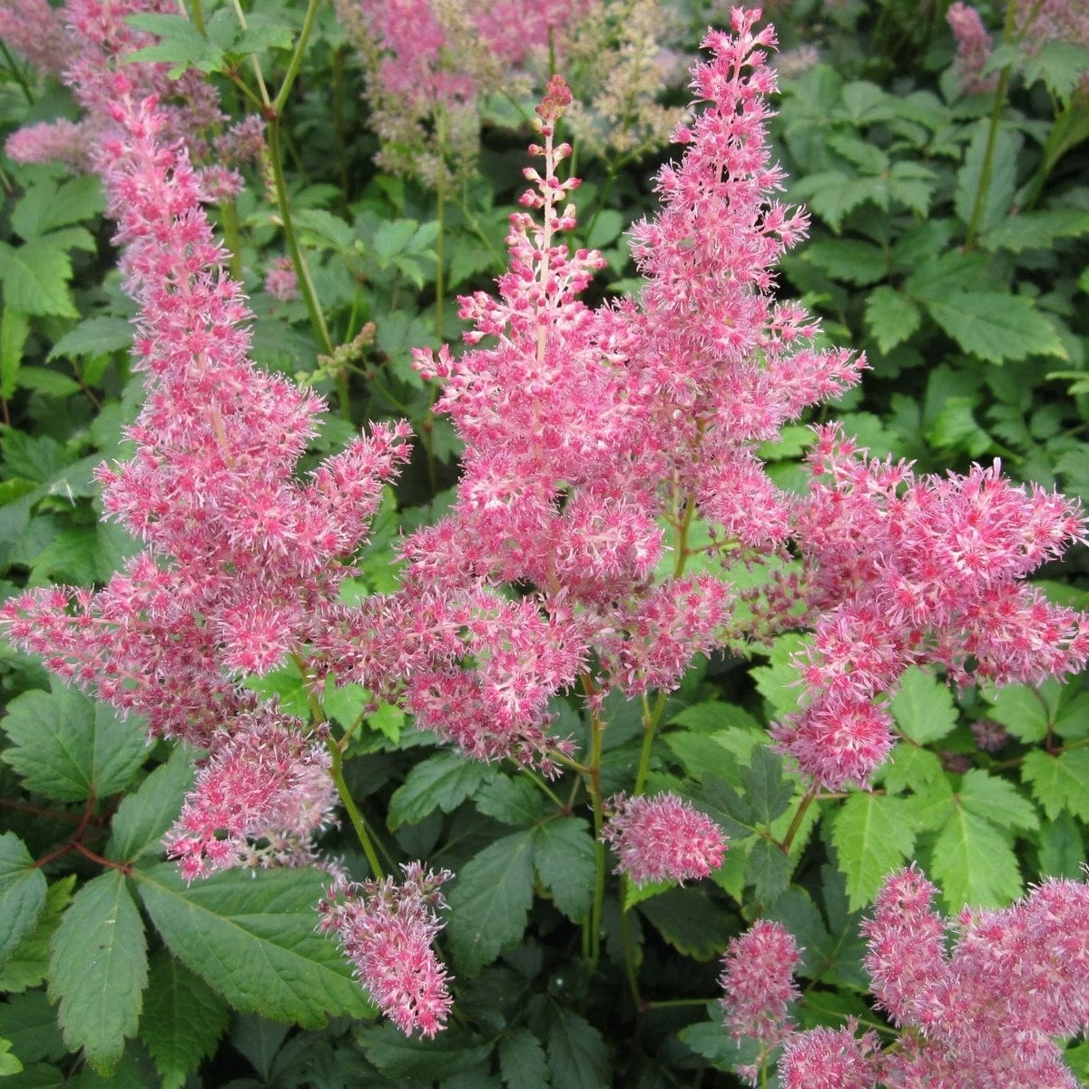 Roots Plants Astilbe Pink All Pond Plants 3 Roots Plants Astilbe Pink All Pond Plants