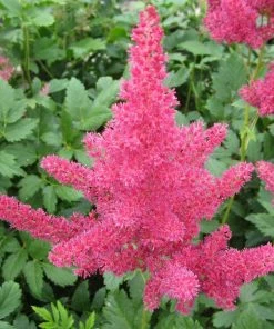 Roots Plants Astilbe Pink All Pond Plants