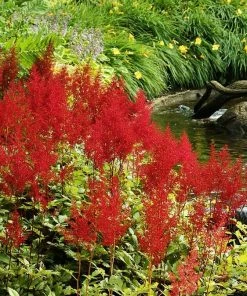 Roots Plants Astilbe Red All Pond Plants