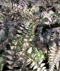 Roots Plants 3 Japanese Painted Fern | Athyrium Niponicum Metallicum | 9cm Pots Ferns