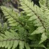 Roots Plants 3 Eared Lady Fern | Athyrium Otophorum Okanum | 9cm Pots 1 Roots Plants 3 Eared Lady Fern | Athyrium Otophorum Okanum | 9cm Pots