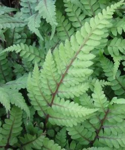 Roots Plants 3 Eared Lady Fern | Athyrium Otophorum Okanum | 9cm Pots 7 Roots Plants 3 Eared Lady Fern | Athyrium Otophorum Okanum | 9cm Pots