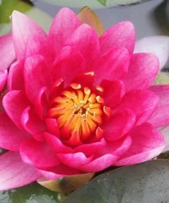 Roots Plants Red Water Lily | Nymphaea 'Attraction' 12 Roots Plants Red Water Lily | Nymphaea 'Attraction'