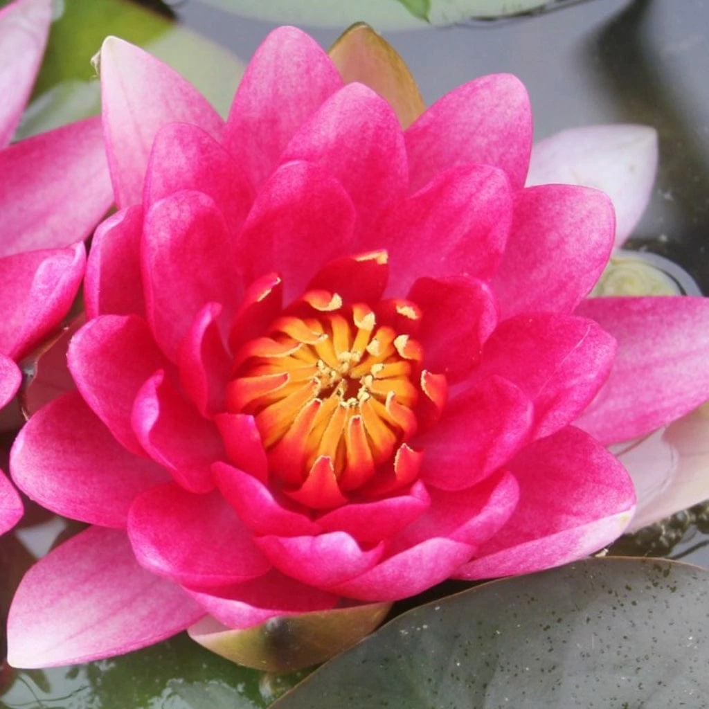 Roots Plants Red Water Lily | Nymphaea 'Attraction' 5 Roots Plants Red Water Lily | Nymphaea 'Attraction'