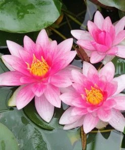 Roots Plants Red Water Lily | Nymphaea 'Attraction' 13 Roots Plants Red Water Lily | Nymphaea 'Attraction'