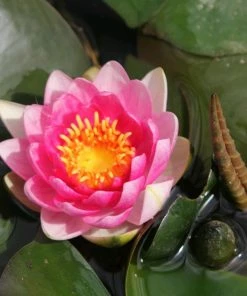 Roots Plants Red Water Lily | Nymphaea 'Attraction' 14 Roots Plants Red Water Lily | Nymphaea 'Attraction'