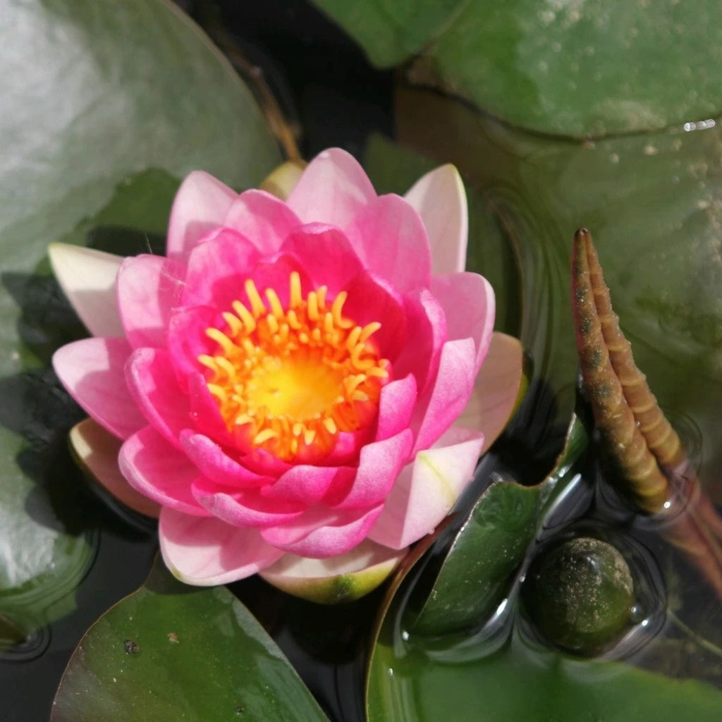 Roots Plants Red Water Lily | Nymphaea 'Attraction' 7 Roots Plants Red Water Lily | Nymphaea 'Attraction'