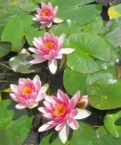 Roots Plants Red Water Lily | Nymphaea 'Attraction' 15 Roots Plants Red Water Lily | Nymphaea 'Attraction'