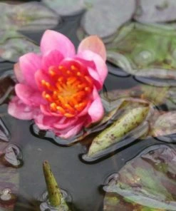 Roots Plants Variable Water Lily | Nymphaea Aurora 8 Roots Plants Variable Water Lily | Nymphaea Aurora