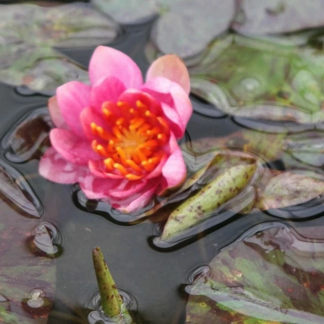 Roots Plants Variable Water Lily | Nymphaea Aurora 5 Roots Plants Variable Water Lily | Nymphaea Aurora