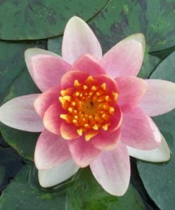 Roots Plants Variable Water Lily | Nymphaea Aurora 9 Roots Plants Variable Water Lily | Nymphaea Aurora