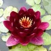 Roots Plants Black Princess Water Lily 1 Roots Plants Black Princess Water Lily