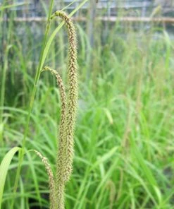 Roots Plants Pendulous Sedge 7 Roots Plants Pendulous Sedge