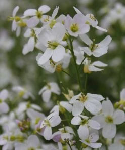 Roots Plants Pond Plants For Wildlife Collection