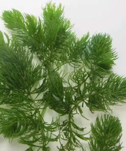 Roots Plants 5 Hornwort Plants| Oxygenating | 9cm Pots All Pond Plants