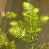 Roots Plants 5 Hornwort Plants| Oxygenating | 9cm Pots All Pond Plants 1 Roots Plants 5 Hornwort Plants| Oxygenating | 9cm Pots All Pond Plants