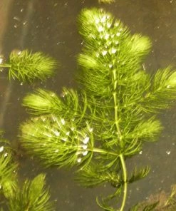 Roots Plants 5 Hornwort Plants| Oxygenating | 9cm Pots All Pond Plants
