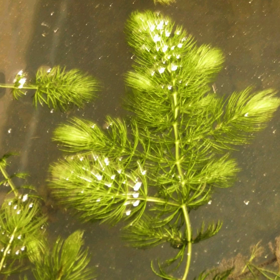 Roots Plants 5 Hornwort Plants| Oxygenating | 9cm Pots All Pond Plants 3 Roots Plants 5 Hornwort Plants| Oxygenating | 9cm Pots All Pond Plants