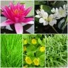 Roots Plants Miniature Pond Collection With A Lily | 6 X 1L Pots
