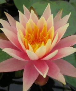 Roots Plants Colorado Water Lily | Nymphaea