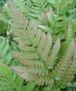 Roots Plants 3 Autumn Ferns | 9cm Pots