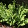 Roots Plants 3 Shield Ferns | 9cm Pots 2 Roots Plants 3 Shield Ferns | 9cm Pots