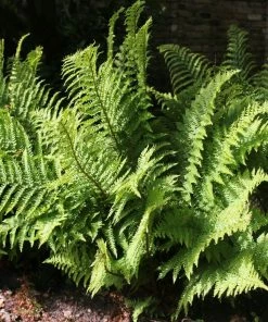 Roots Plants 3 Shield Ferns | 9cm Pots