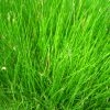 Roots Plants Dwarf Hairgrass| Oxygenating 2 Roots Plants Dwarf Hairgrass| Oxygenating