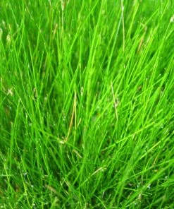 Roots Plants Dwarf Hairgrass| Oxygenating