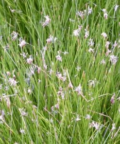 Roots Plants Dwarf Hairgrass| Oxygenating