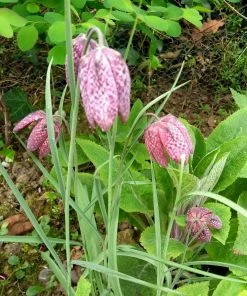 Roots Plants Snakes Head Fritillary | Fritillaria Meleagris