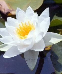 Roots Plants Large Water Lily | Nymphaea Gladstoniana