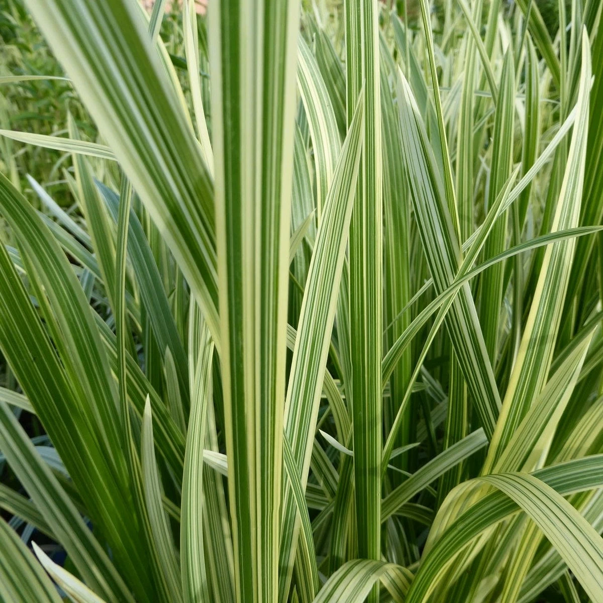 Roots Plants Variegated Reed Sweet Grass | Glyceria Maxima Variegata 4 Roots Plants Variegated Reed Sweet Grass | Glyceria Maxima Variegata
