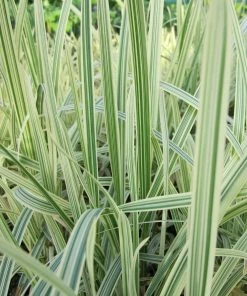 Roots Plants Variegated Reed Sweet Grass | Glyceria Maxima Variegata 9 Roots Plants Variegated Reed Sweet Grass | Glyceria Maxima Variegata