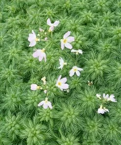 Roots Plants Miniature Pond Collection | 6 X 1L Pots All Pond Plants
