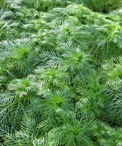 Roots Plants 5 Water Violet Plants| Oxygenating | 9cm Pots 11 Roots Plants 5 Water Violet Plants| Oxygenating | 9cm Pots